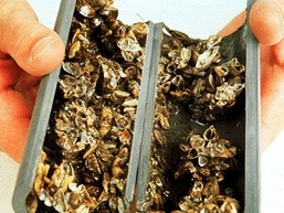 techniques to eradicate zebra mussels